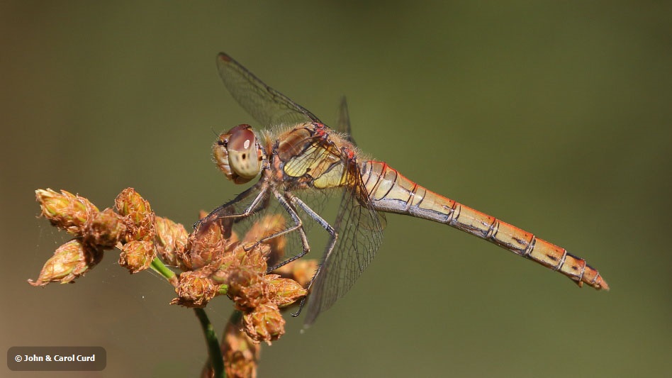 J18_2220 Sympetrum striolatum female.JPG